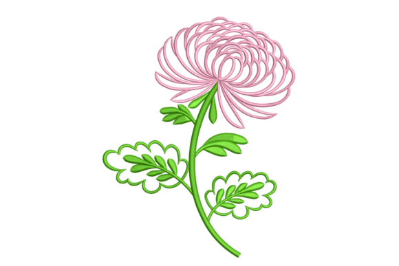 Chrysanthemum Outline Flower: A Detailed Review