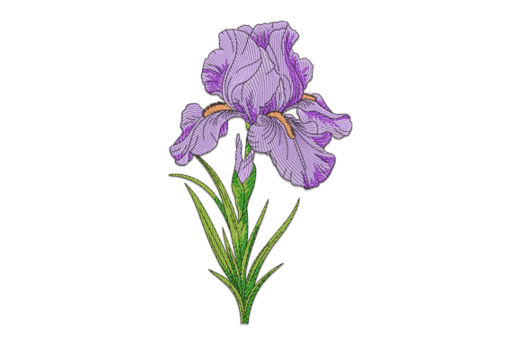 Purple Iris: A Charming Addition to Your Brand